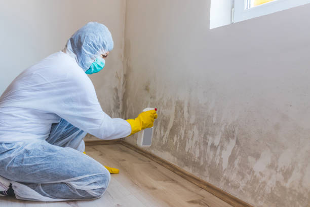 Licensed Commercial Mold Remediation service in Englewood, NJ - 24 Hour Mold Removal